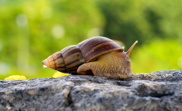 caracol na rocha