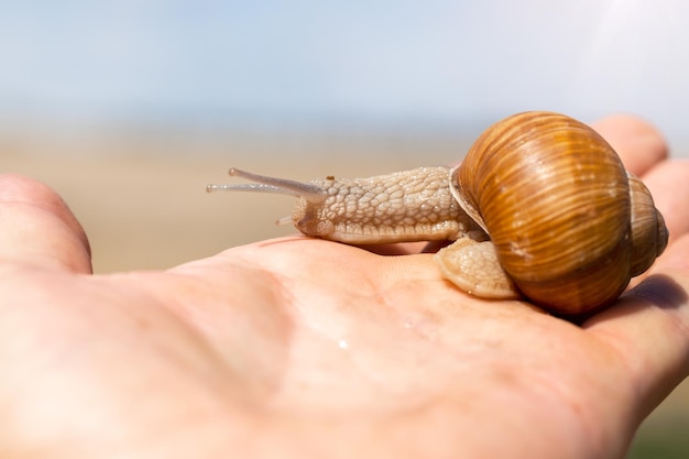 Caracol naranja con una cabeza sobresaliente en una mano masculina