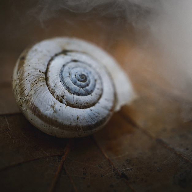 Caracol en la naturaleza