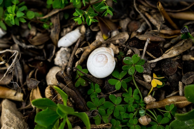 Caracol no chão cercado por pedras e plantas verdes