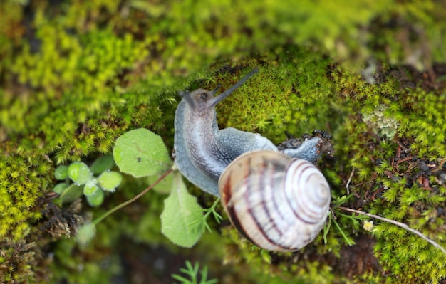 Caracol no musgo