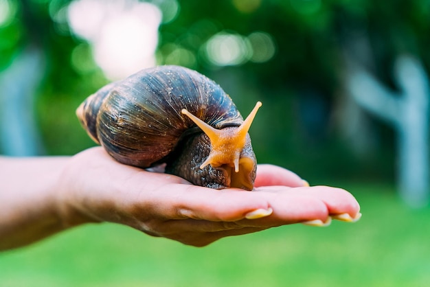 Caracol en la palma de una mujer La mano humana sostiene un caracol en la palma de la mano en la calle en verano