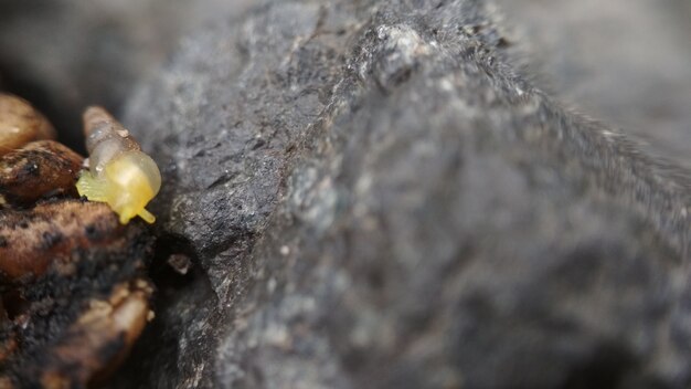 Caracol pequeno amarelo em fundo de pedra para papel de parede animal