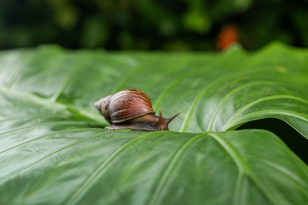 Caracol pequeno de achatina que rasteja em uma folha verde. cosmetologia