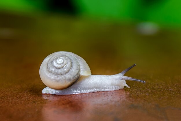 Caracol pequeno em um close da superfície marrom