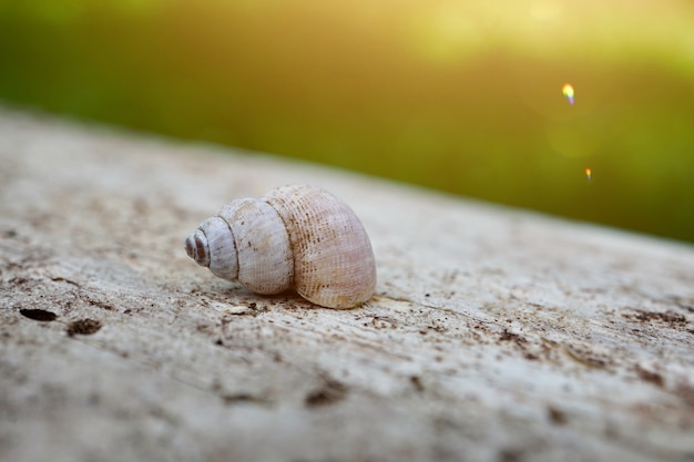 Caracol pequeno no chão na natureza