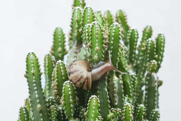 Caracol pequeño en la planta de cactus