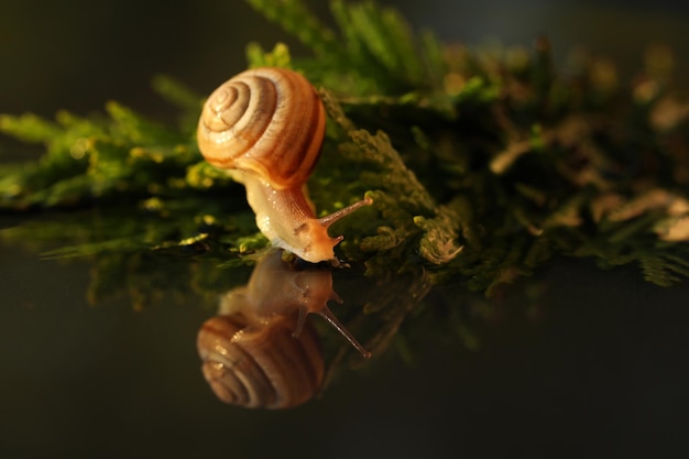 caracol pequeño