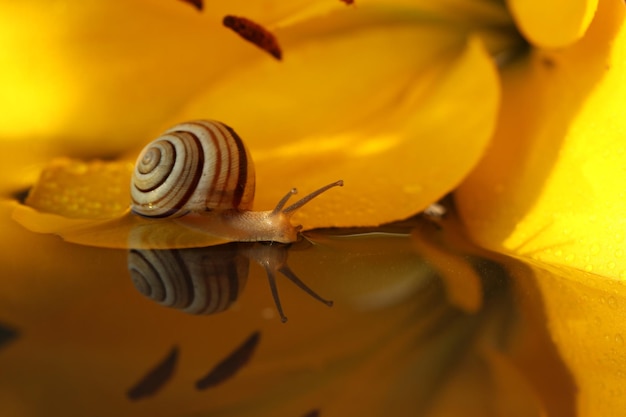 caracol pequeño