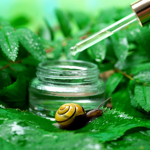 Caracol perto de um frasco de vidro com soro facial com mucina de caracol em um fundo de folhas verdes O uso de muco de caracol em cosmetologia Cuidados com a pele e conceito de beleza