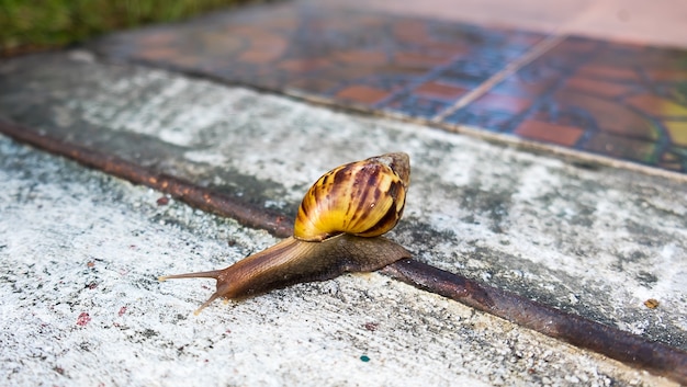 Caracol en el piso