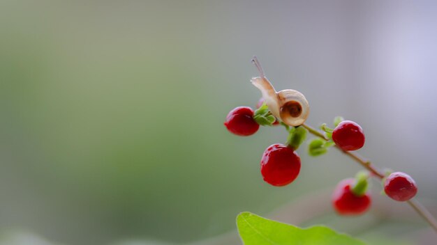 Foto caracol en la planta al aire libre