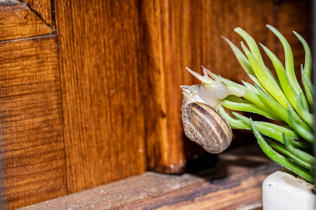 Caracol en planta después de la lluvia