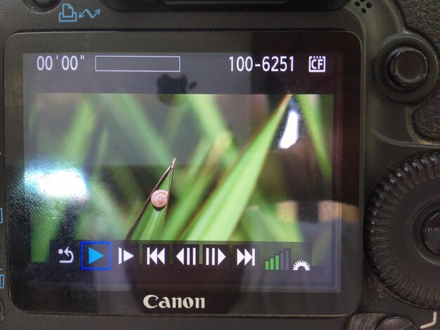 Foto caracol en una planta visto en la pantalla de la cámara