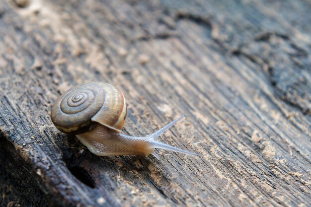 Caracol del primer en el fondo de madera