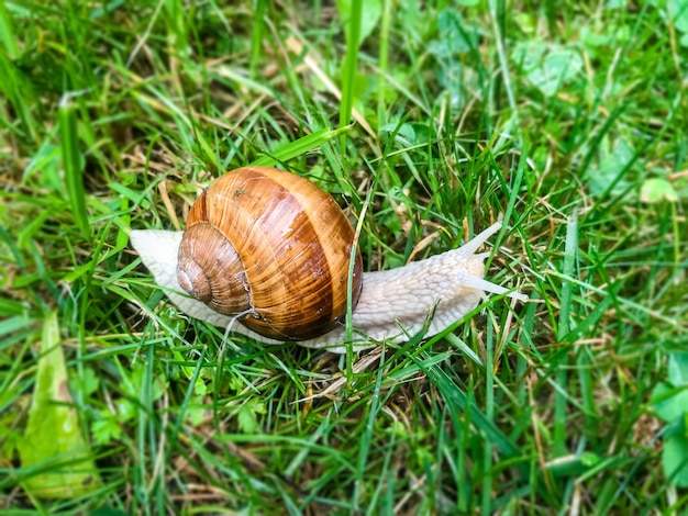 Caracol en el primer plano de la hierba