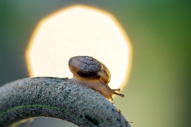 Un caracol en una rama con un fondo borroso