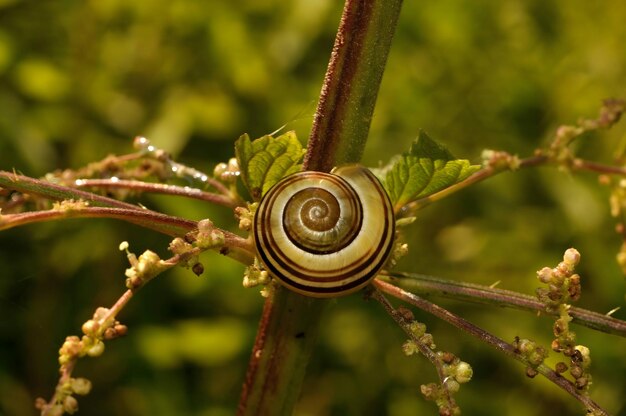 Foto un caracol en una ramita verde