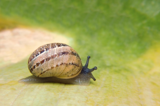 Caracol rápido em uma grama orvalhada