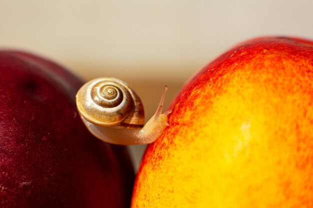 Caracol rastejando em nectarinas vermelhas maduras