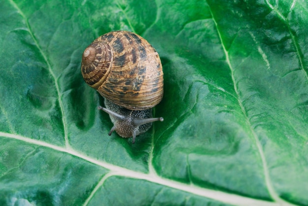 Caracol rastejando em uma folha verde de acelga closeup