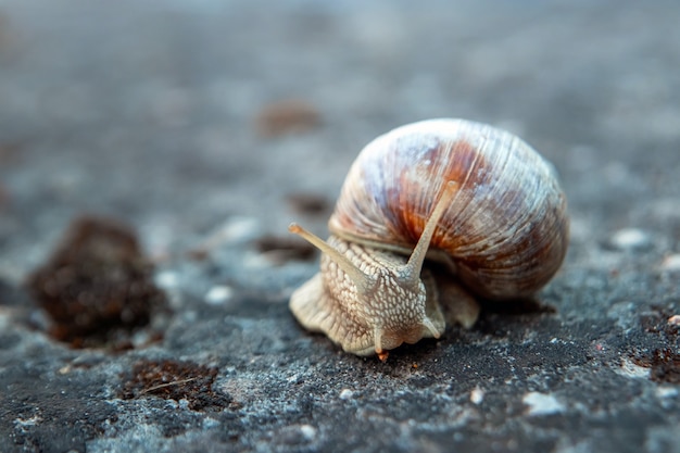 caracol rastejando em uma pedra no parque