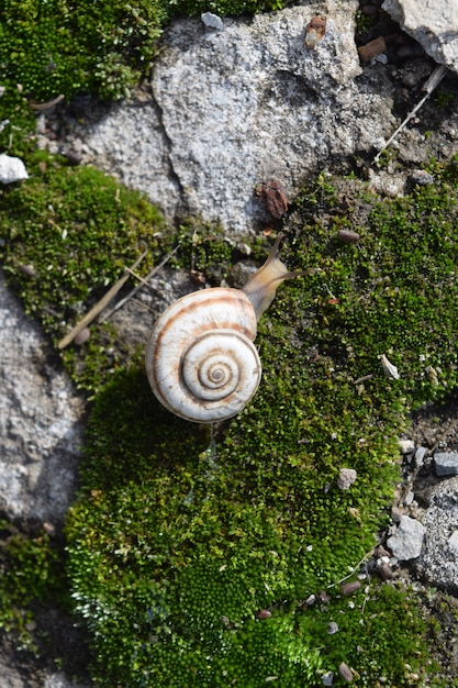 Caracol rastejando no musgo.