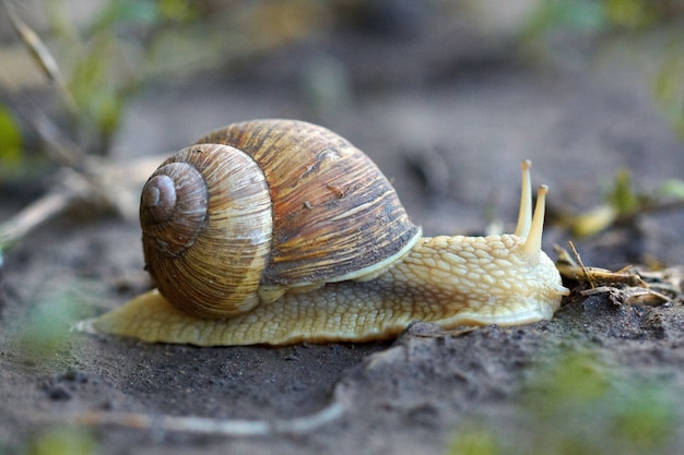 Caracol rastejando sobre um chão molhado. Visão macro