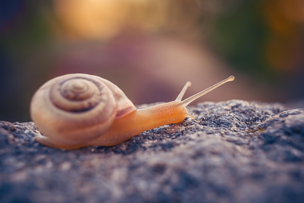 Un caracol en una roca con un fondo borroso