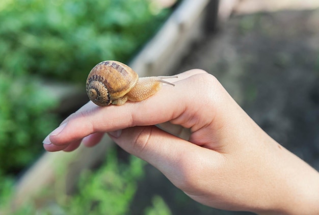 Foto el caracol salió del caparazón y se sienta en la mano