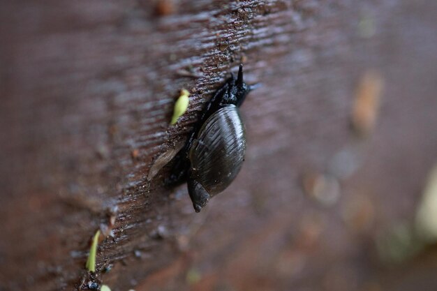 El caracol salió a pasear después de la lluvia.