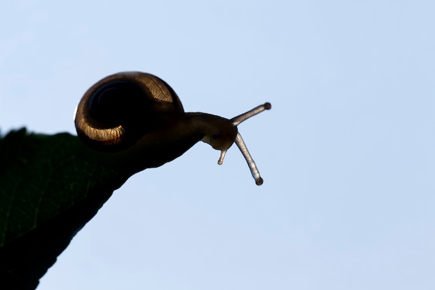 Un caracol salvaje común