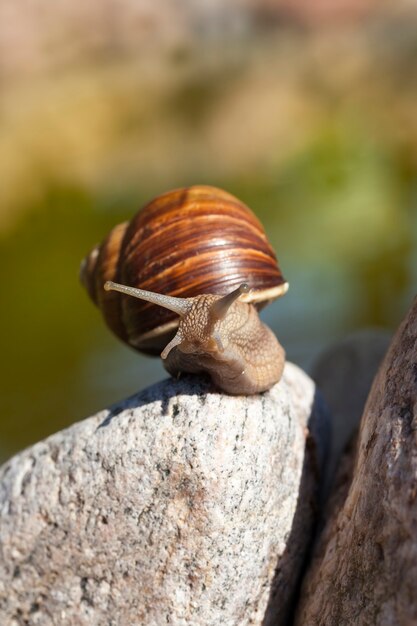 Caracol selvagem comum rastejando nas rochas e iluminado pela luz solar, tempo ensolarado no verão ou primavera e caracol uva rastejando em seu território