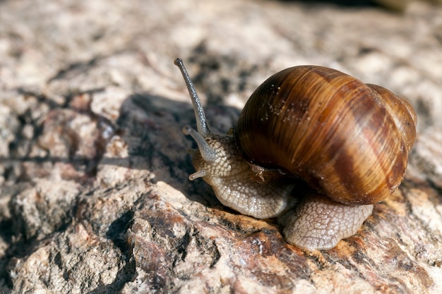 Caracol selvagem comum rastejando nas rochas e iluminado pela luz solar, tempo ensolarado no verão ou primavera e caracol uva rastejando em seu território