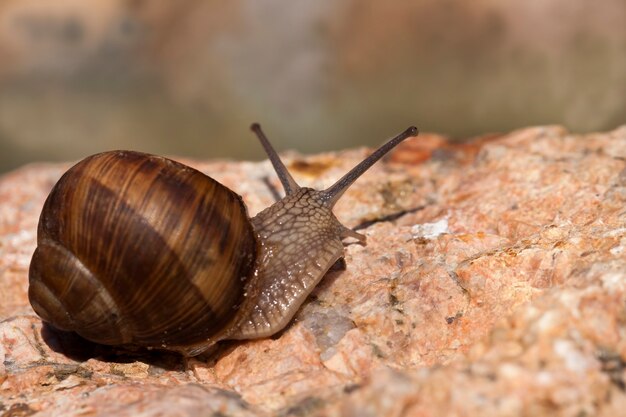 Caracol selvagem comum rastejando nas rochas