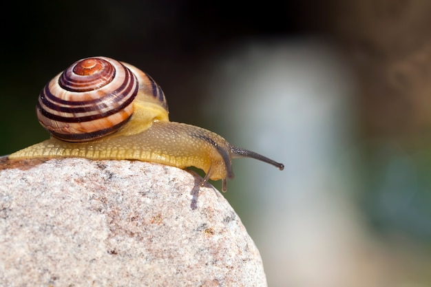 Caracol selvagem comum