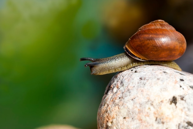 Caracol selvagem comum