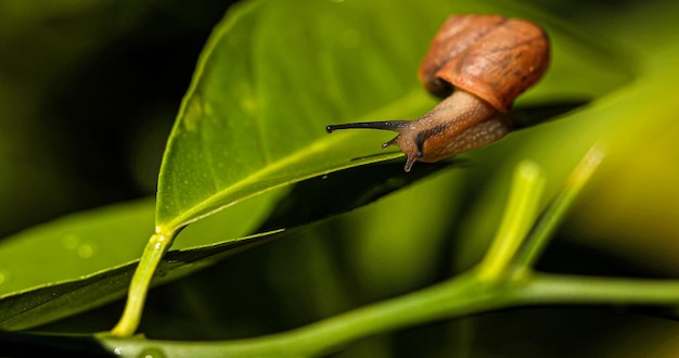 Caracol selvagem na folha verde em foco seletivo macro desfocado