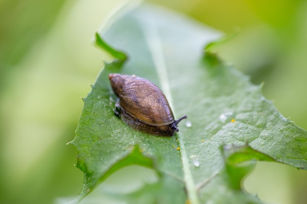 Un caracol sentado en una hoja de diente de león en una fotografía macro de un día soleado de verano