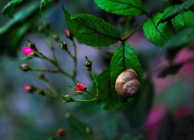 caracol sentado en una hoja