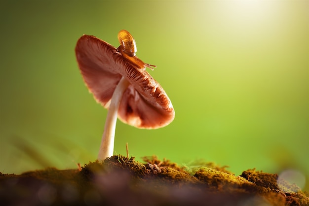 Caracol en seta con fondo de naturaleza