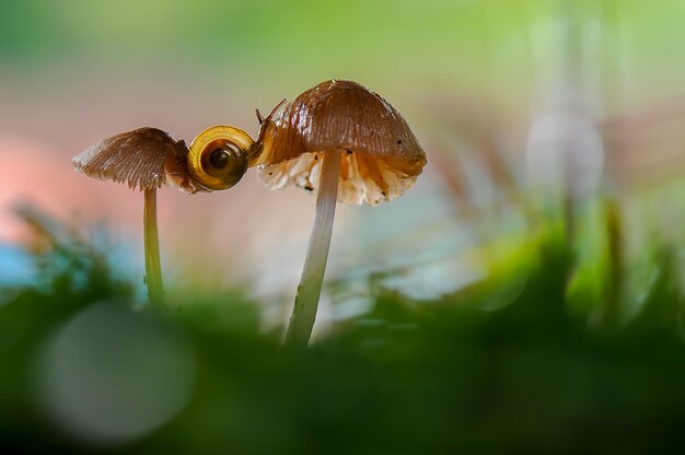 Caracol de setas en jardín tropical