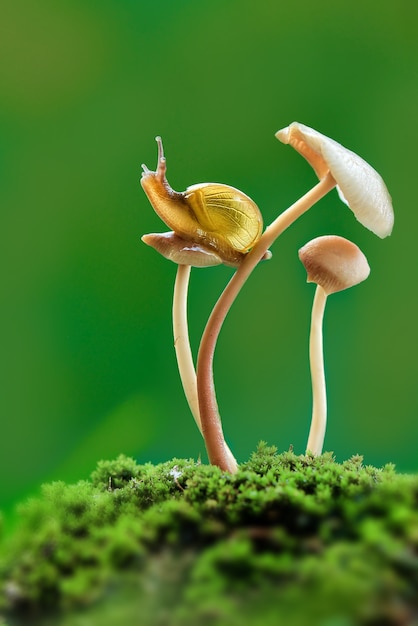 Foto caracol de setas en jardín tropical