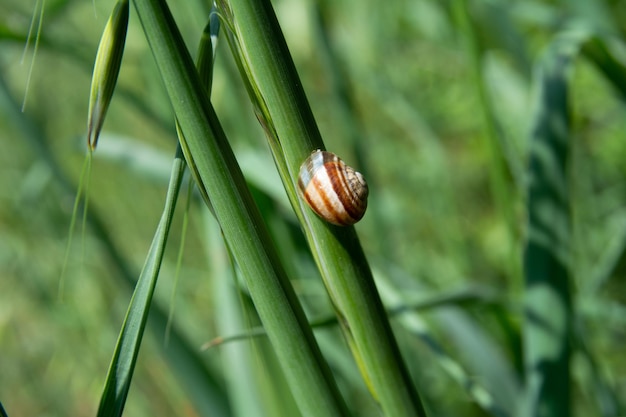 El caracol se sienta en la hierba Macro foto