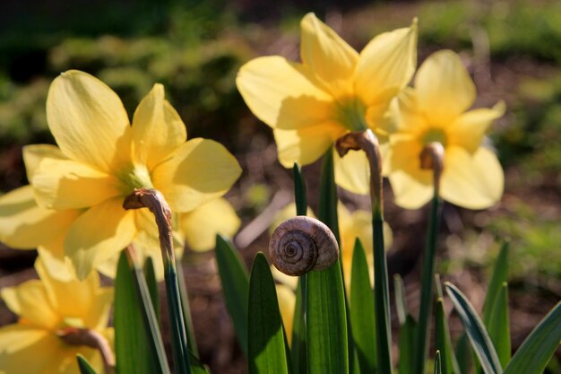 Un caracol se sienta en un montón de narcisos en un jardín.