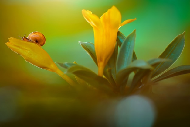 Caracol sobre flores