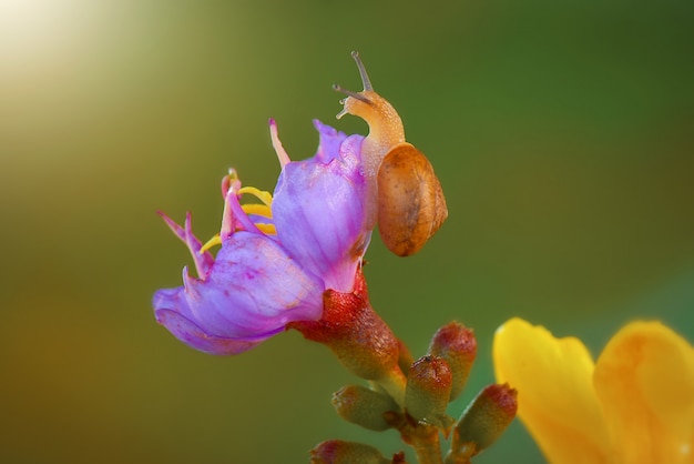 Caracol sobre flores