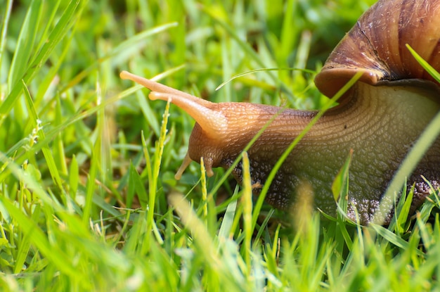 Caracol sobre hierba húmeda