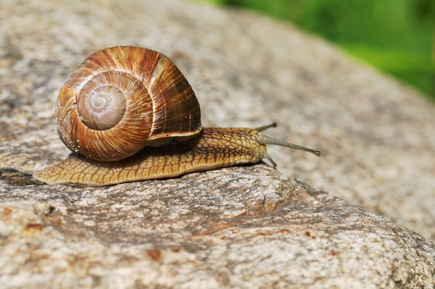 Caracol sobre piedra