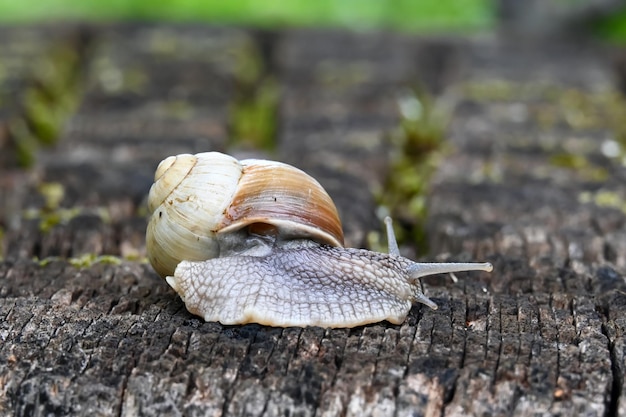 Caracol solitario en el jardín del patio de la casa